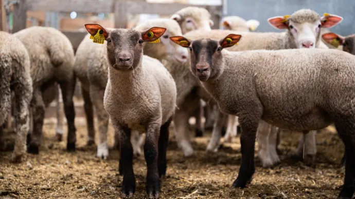Moutons en bergerie