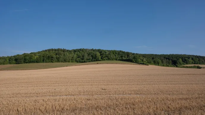 Champ de blé et forêt en arrière plan, voir crédit photo