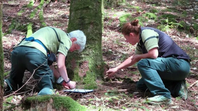 Deux agents du Département de la santé des forêts (DSF)