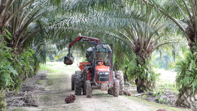 Récolte mécanisée de régimes de fruits de palmier à huile en plantation agro-industrielle (Indonésie
