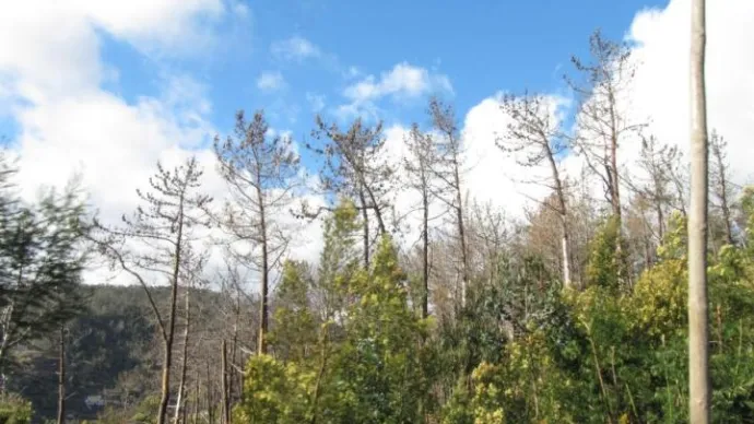 Forêt sur une colline avec de grands arbres clairsemés aux branches presque nues, voir le crédit photo