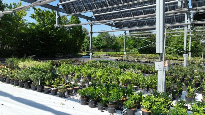 Cultures horticoles sous des panneaux photovoltaïques