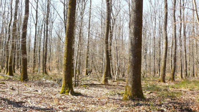 Forêt en hiver