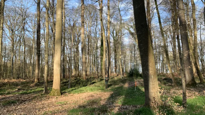 Forêt de HHez