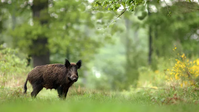 Sanglier dans une forêt