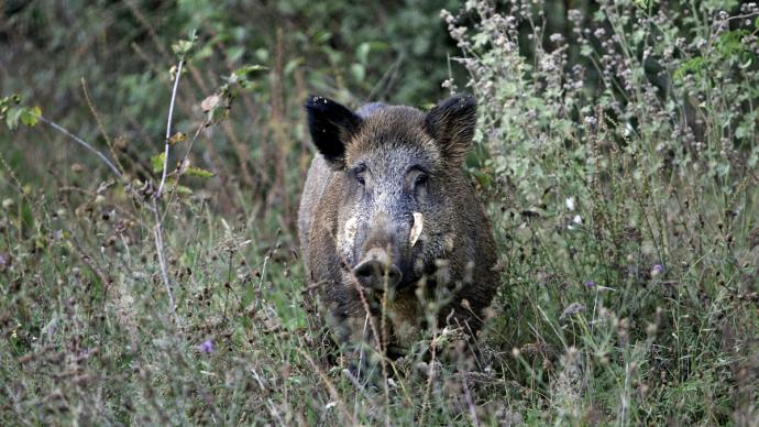 Un sanglier sauvage