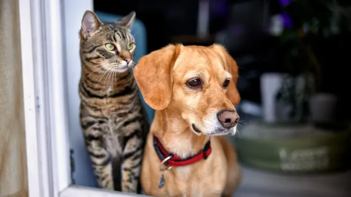Un chat et un chien regardent par la fenêtre, voir crédit photo