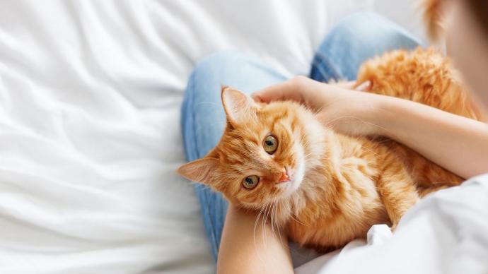 Un chat roux sur les genoux de sa propriétaire