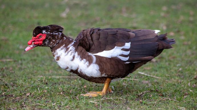 Canard de Barbarie