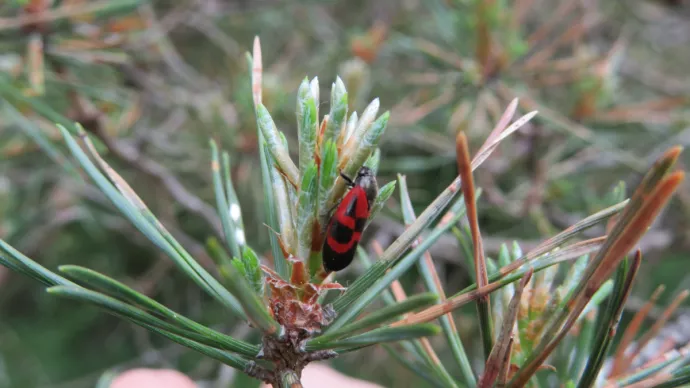 Cicadelle des pins