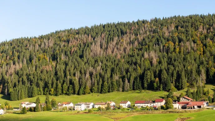 Massif d’épicéas touché par les scolytes dans le Jura