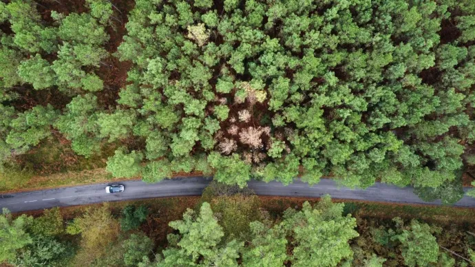 Foyer de nématode du pin dans les Landes, voir crédit photo