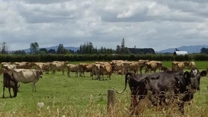 Groupe de vaches dans un champ en Nouvelle-Zélande