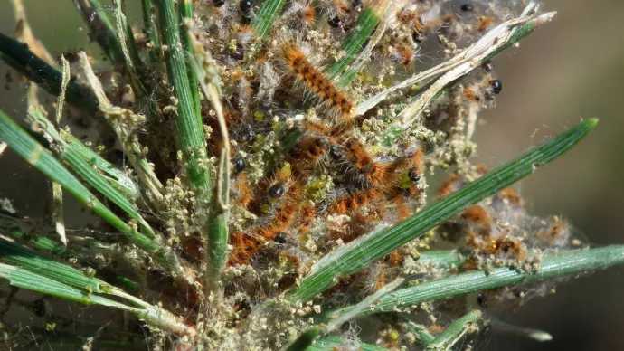 chenille processionnaire du pin en gros plan