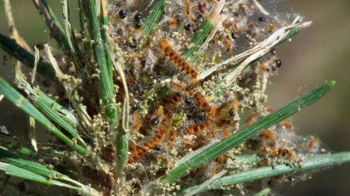 Processionnaire du pin en forêt