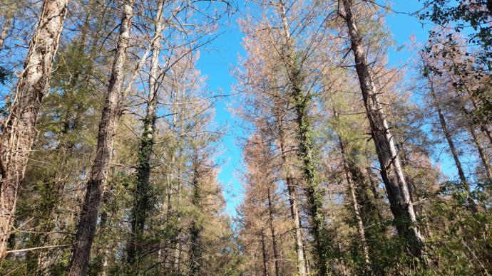 Sphaeropsis des pins sur pins Laricio de Corse suite à l'orage de grêle de juin, dans l'Allier