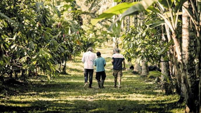 Producteurs de cacao dans une plantation de cacaoyers.