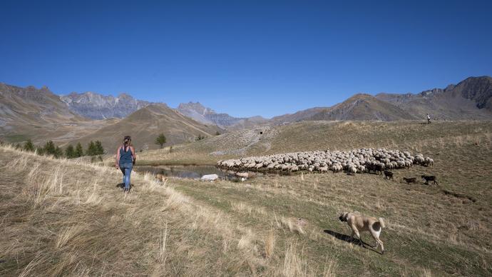 Bergère observant la transhumance de son troupeau de moutons