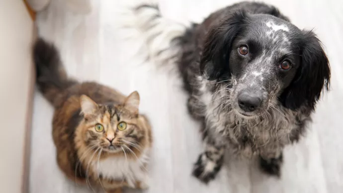 Un chat et un chien