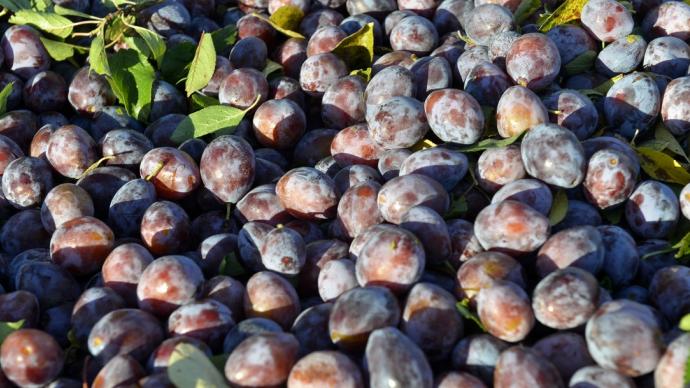 Récolte de prunes pour la fabrication du pruneau d'Agen