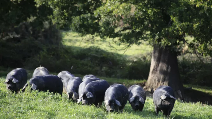 Porcs noirs de Bigorre