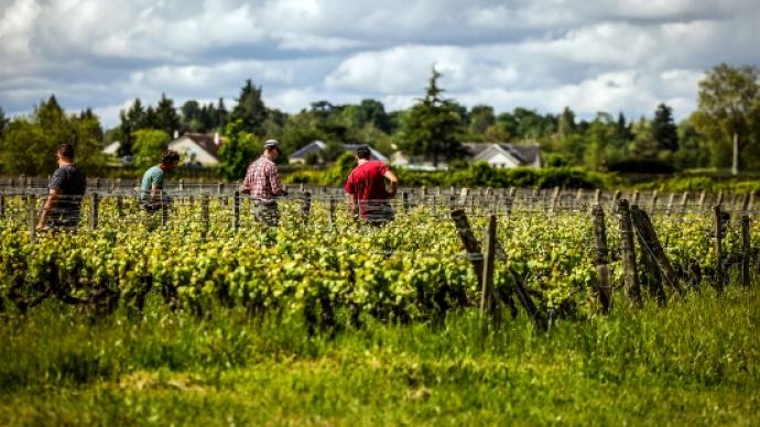 Des viticulteurs dans un vignoble.