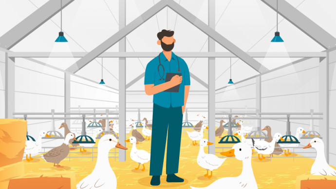 Illustration représentant un vétérinaire dans un élevage de canards