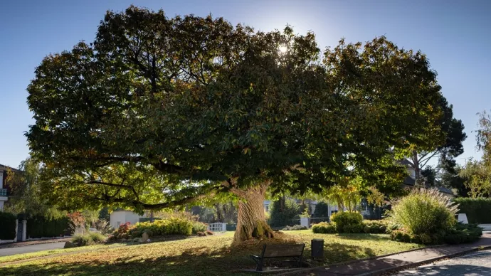 Prix du public Arbre de l'Année 2021