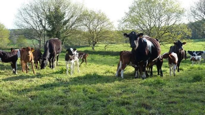 troupeau de vaches laitières en Bretagne