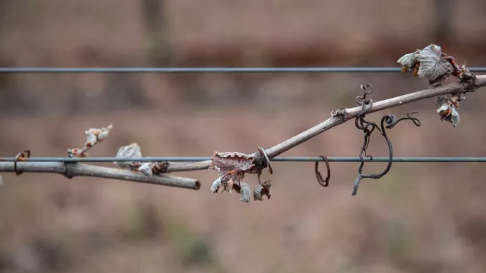 Bourgeons de vigne