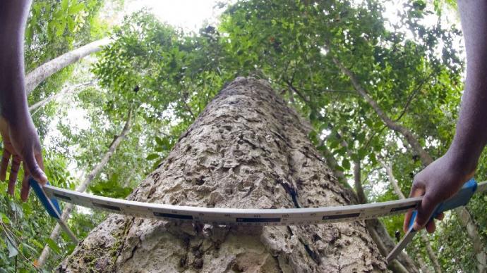 Instrument de mesure sur le tronc d'un arbre en forêt dans les DOM