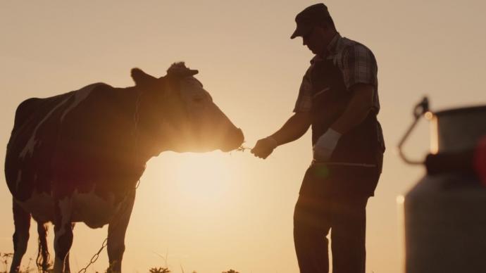  A man and a cow in a field at sunset 