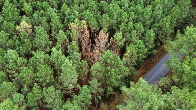 Les effets du nématode du pin au sein d'une forêt de résineux, voir crédit photo