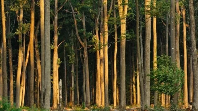 Forêt domaniale de Bercé