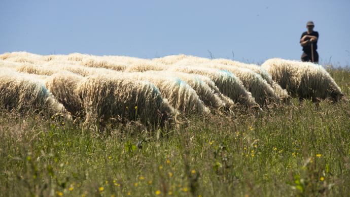 ovins dans un champs