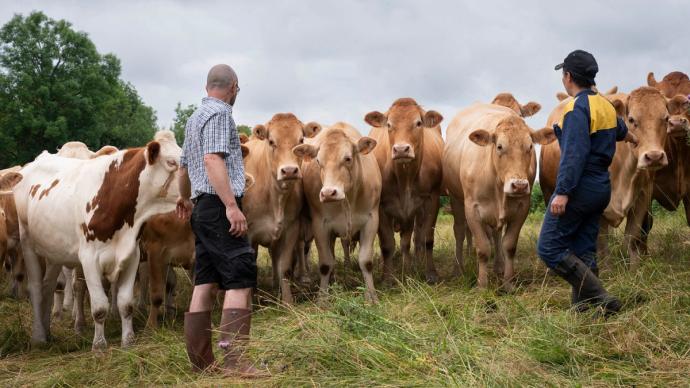 Éleveurs observant leurs bovins dans un pré