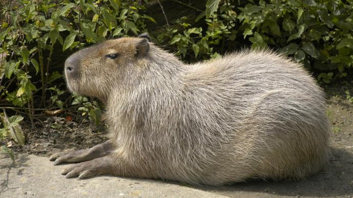 Un capybara