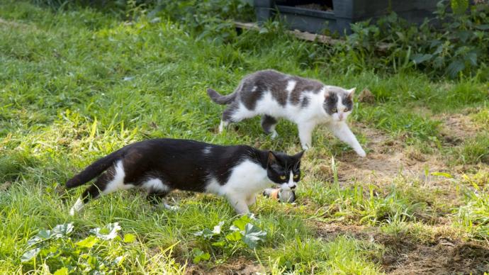 Chats en liberté