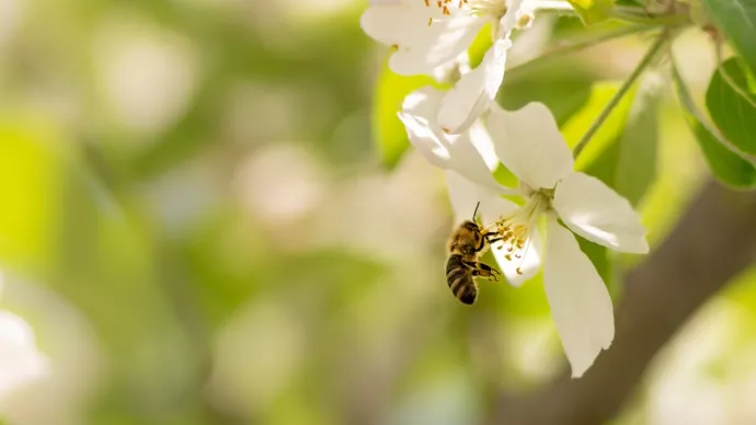 Abeille collectant du pollen sur une fleur de pommier