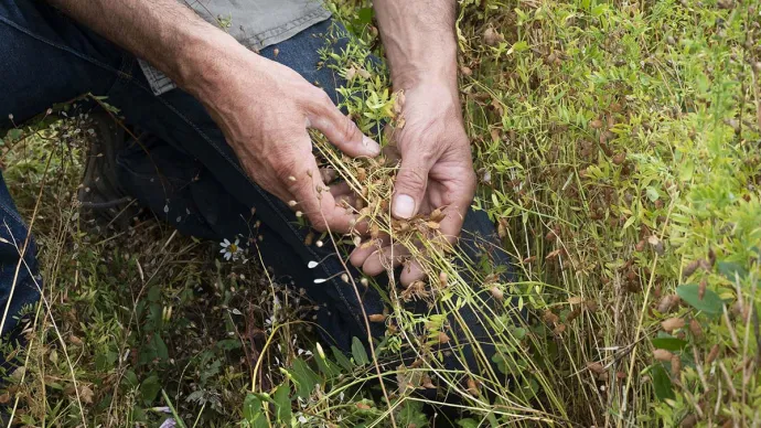 Mains d'agriculteur dans un champ en agriculture biologique de lentilles associées à de la caméline