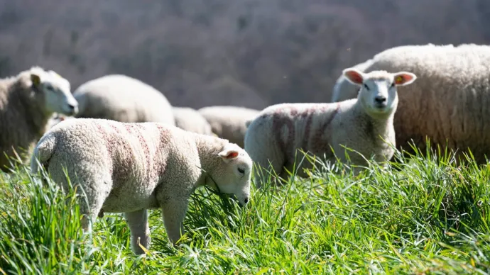 troupeau de moutons en pâturage