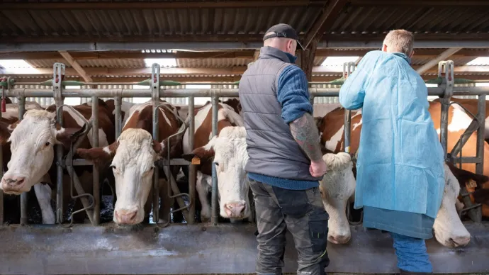 Un vétérinaire procède à la vaccination de vaches contre la DNC.