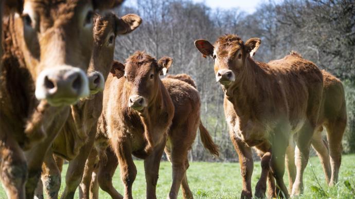 Vaches allaitantes de race Limousine élevés sur les prairies de l'exploitation