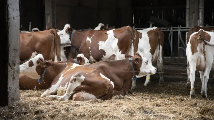 Vaches Montbéliardes en stabulation