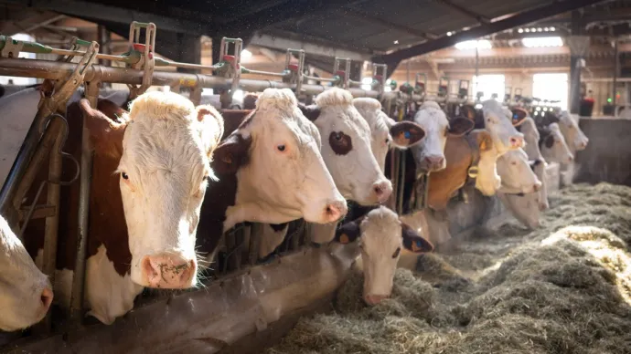 Vaches en stabulation