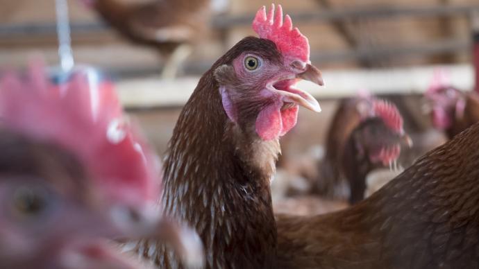 Elevage de poules pondeuses