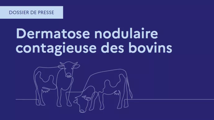 Vignette dossier de presse dermatose nodulaire contagieuse des bovins
