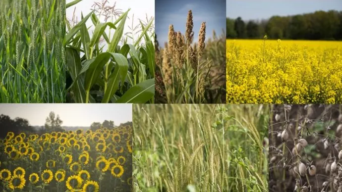 Plusieurs photographies de cultures agricoles