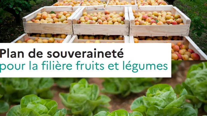 Vignette plan de souveraineté pour la filière fruits et légumes