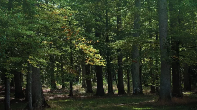 Forêt